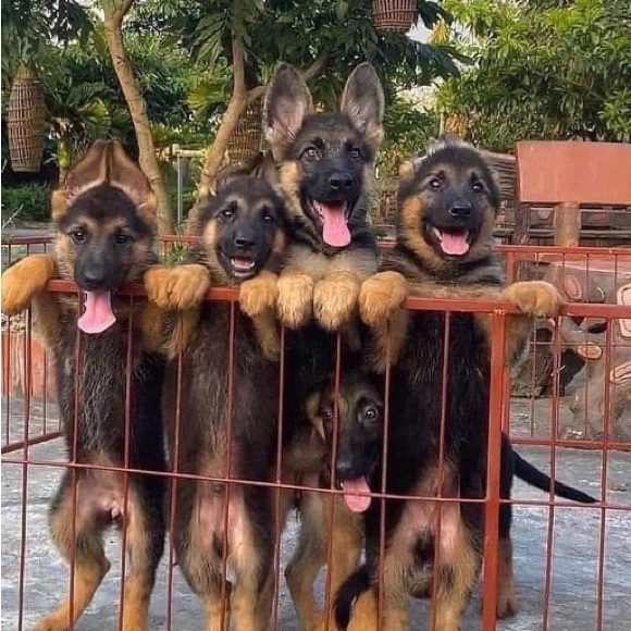 Meet your Posher, Barbi. - Picture 3 of 6